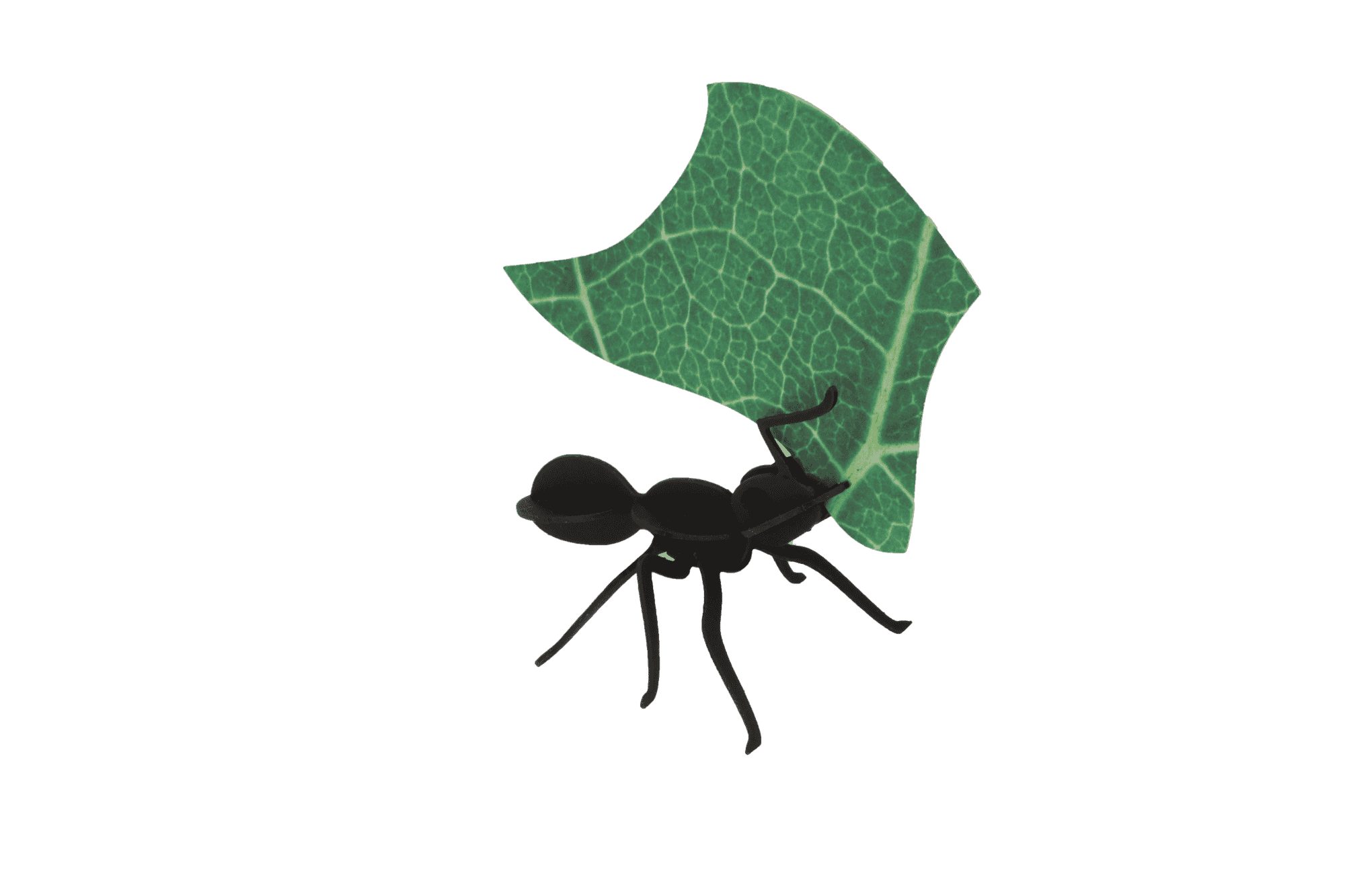 Paper Leafcutter Ants - Image 4