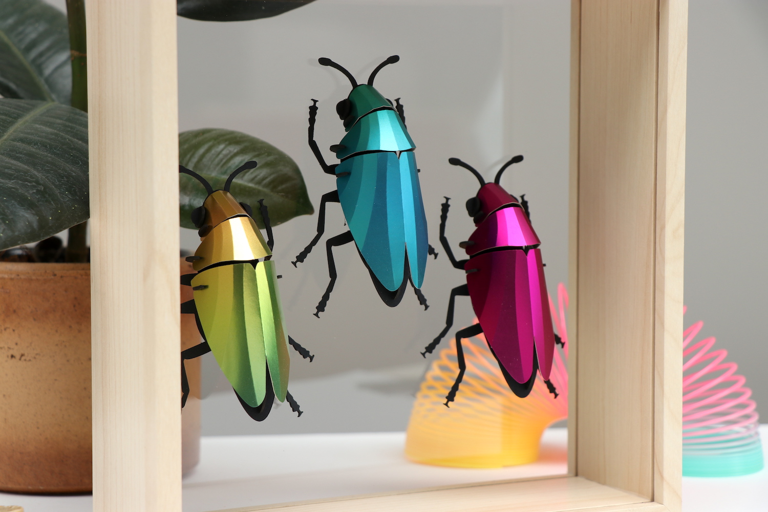 Assembli Jewel Beetles in glass box