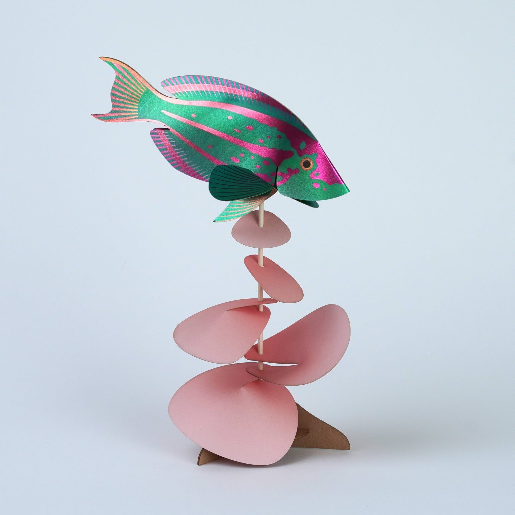 Paper Rainbow Wrasse - Image 2