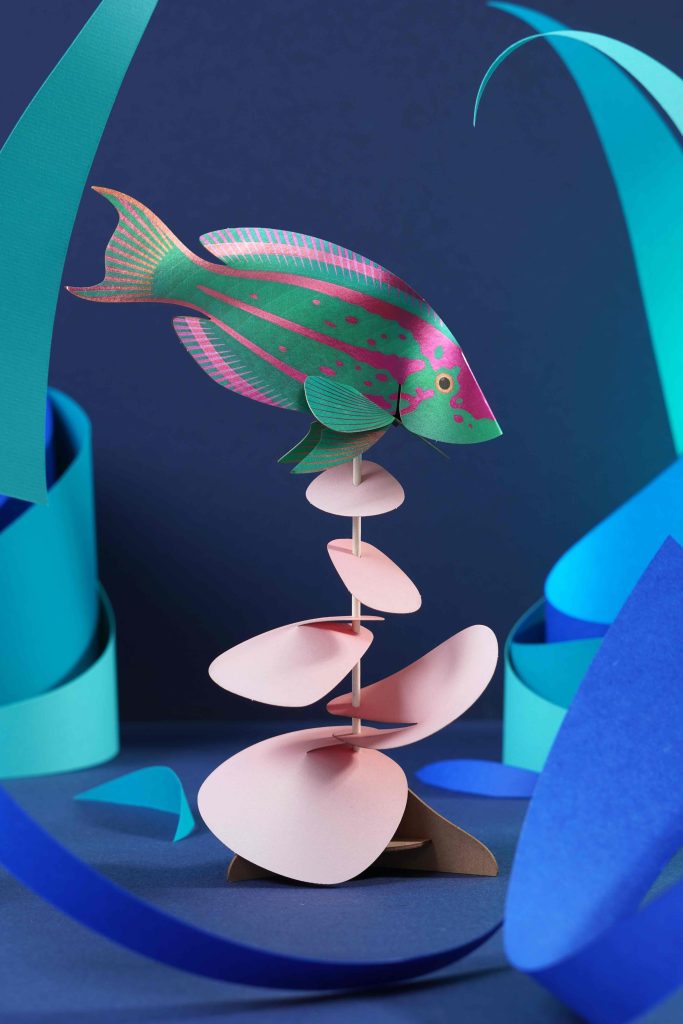 Assembli Rainbow Wrasse splashmeer Assembli Rainbow Wrasse splash
