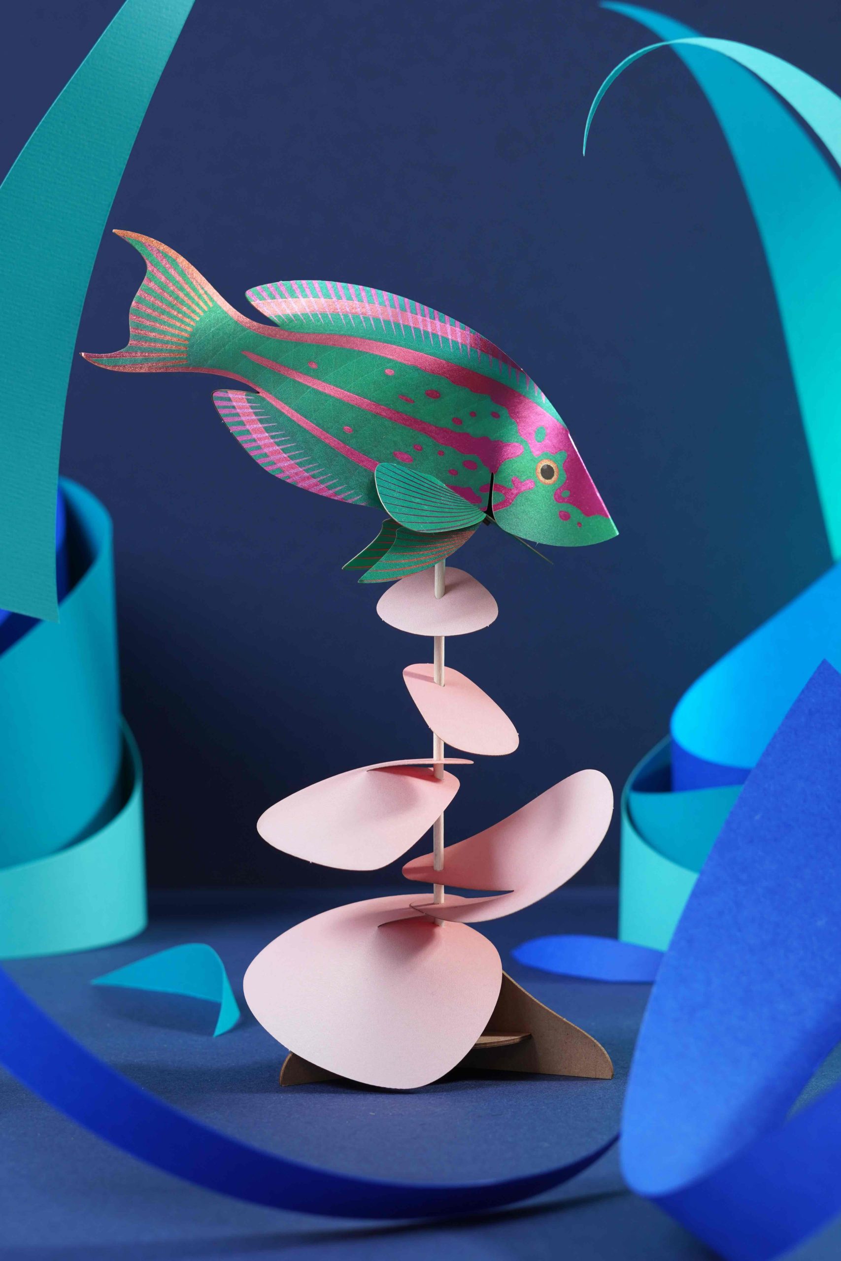 Paper Rainbow Wrasse